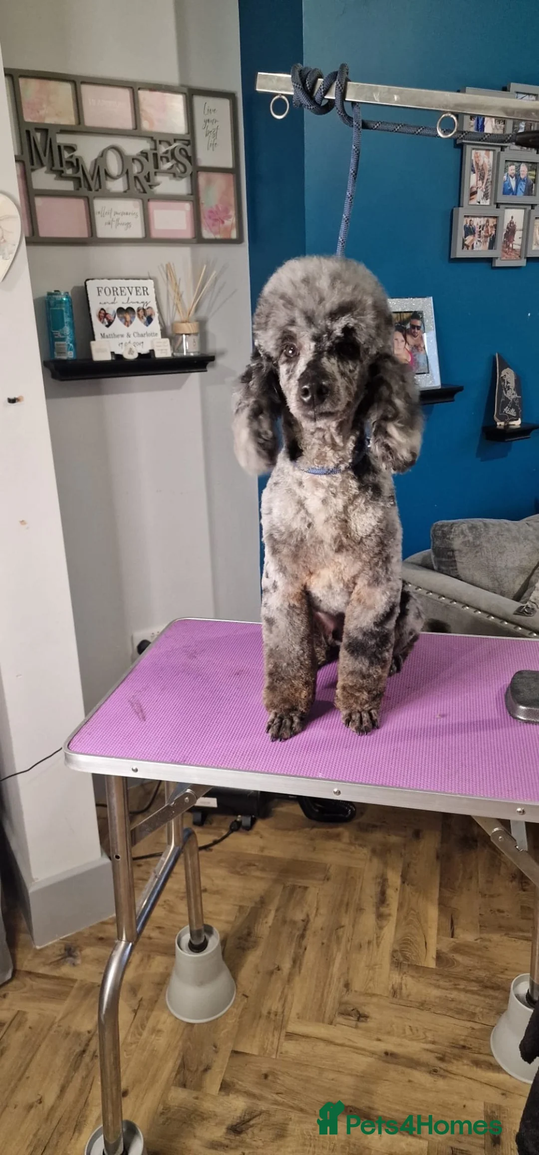 Cockapoo dogs for sale: Beautiful Cockapoos ready to leave - Advert 11