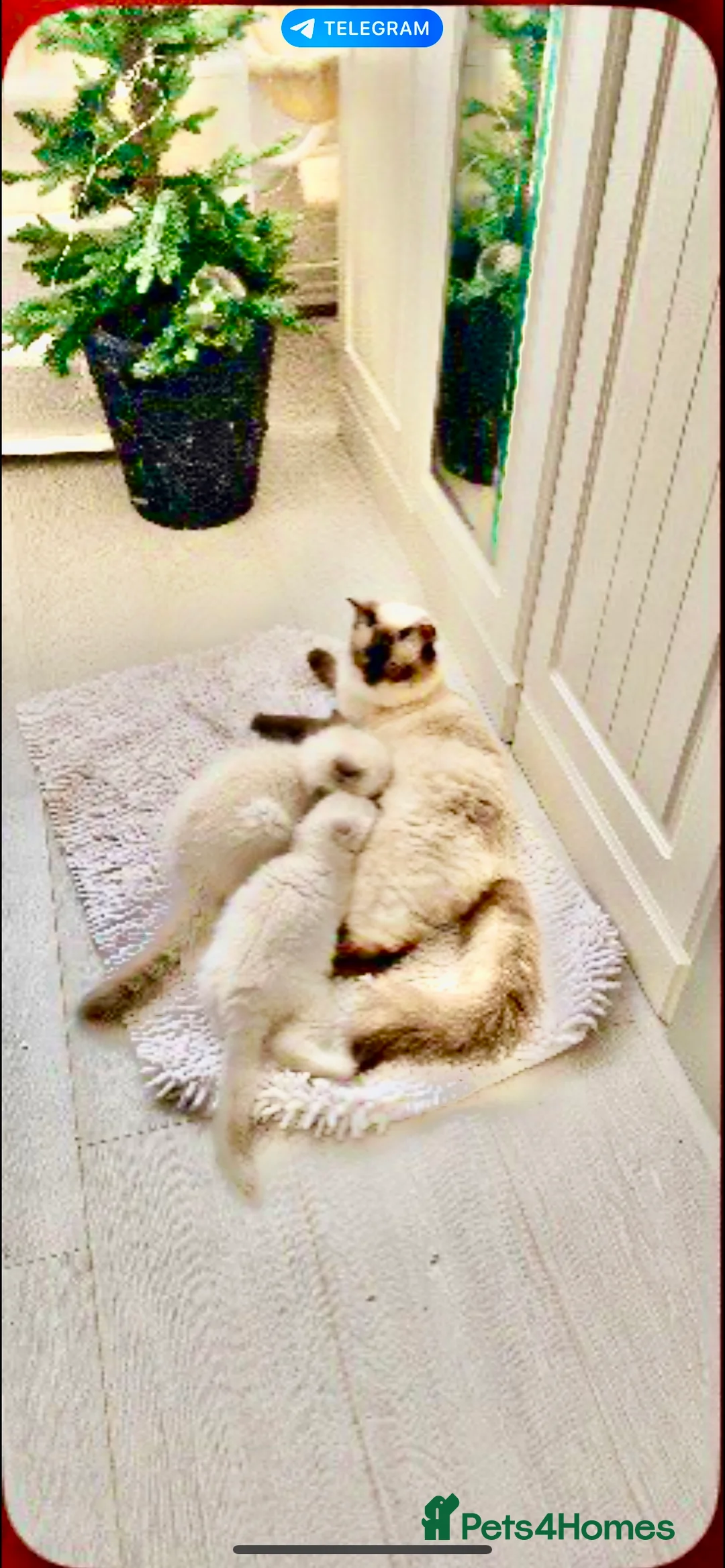 Ragdoll cats for sale: Lovely Ragdoll looking for lovely family - Advert 12
