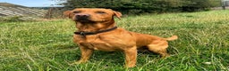 Labrador Retriever dogs for stud: Fox Red Labrador for Stud - Advert 1