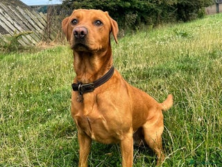 Labrador Retriever dogs - Advert 5