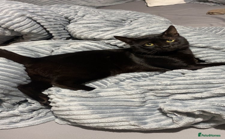 Domestic Shorthair cats - Advert 2