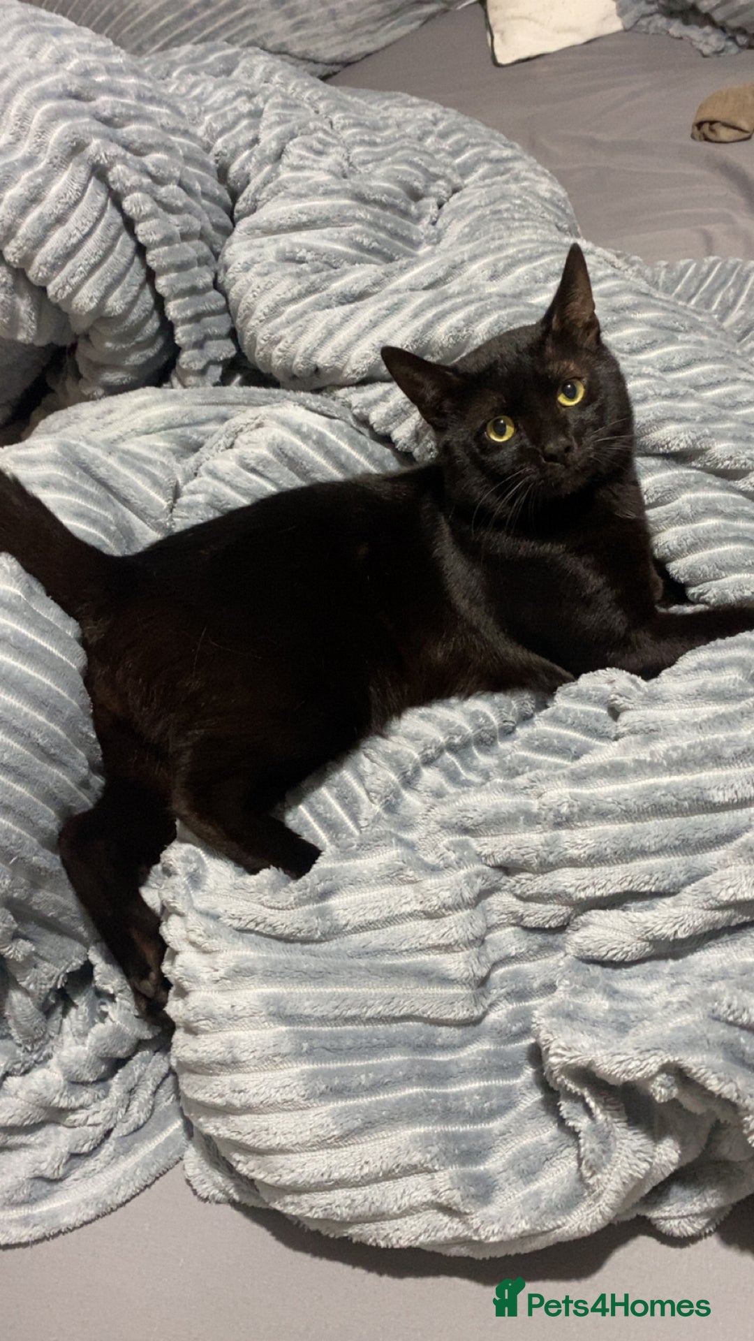Domestic Shorthair cats for sale: Male domestic short hair  - Image 1