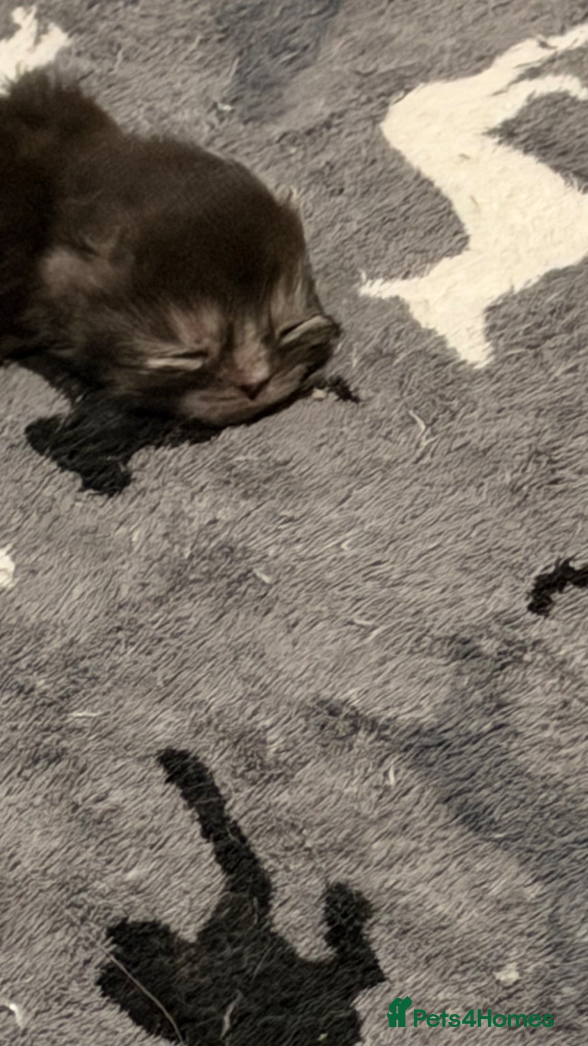 Persian Kitten 3
