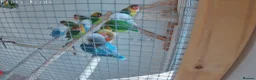 Lovebirds birds for sale: Lovebirds for sale  in Hereford - Advert 3