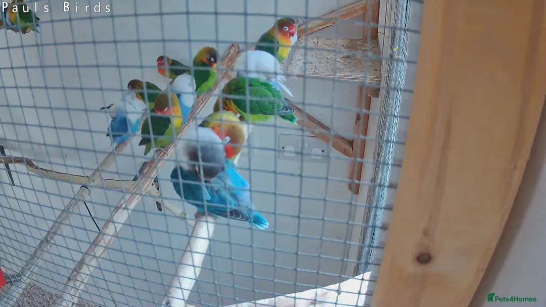 Lovebirds birds for sale: Lovebirds for sale  in Hereford - Advert 3