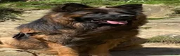 German Shepherd dogs for sale: Stunning Pedigree German Shepherd Puppies - Advert 9