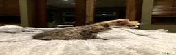 Mixed Breed cats for sale: New batch of Cuties in Basingstoke - Advert 31