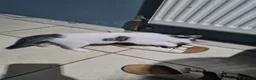 Aegean cats for sale: Female Kitten - Advert 4