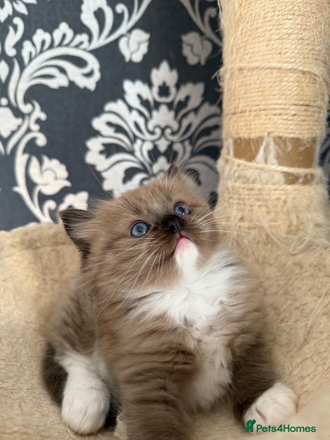 Ragdoll cats for sale: 2 Elegant Champion Bloodline Siblings  - Advert 10