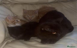 British Shorthair cats for sale: Georgous litter of British short-hair kittens - Image 1