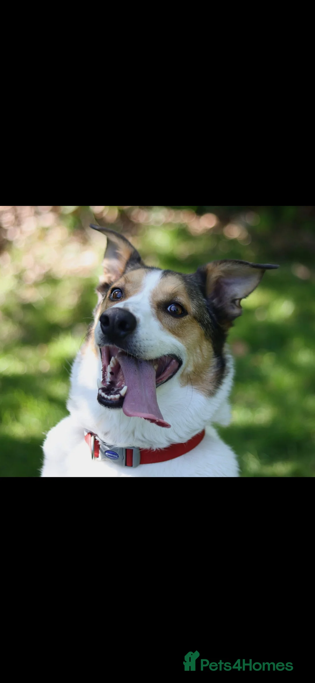 Mixed Breed dogs for sale: 7 year old Welsh Border Collie in Newtown - Advert 3