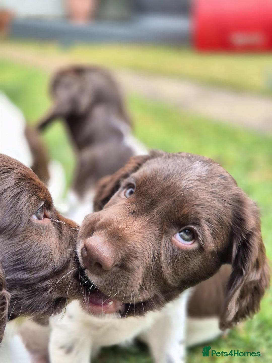 English Springer Spaniel dogs for sale: KC Reg. READY NOW. English Springer Spaniel 8 WKS - Image 28