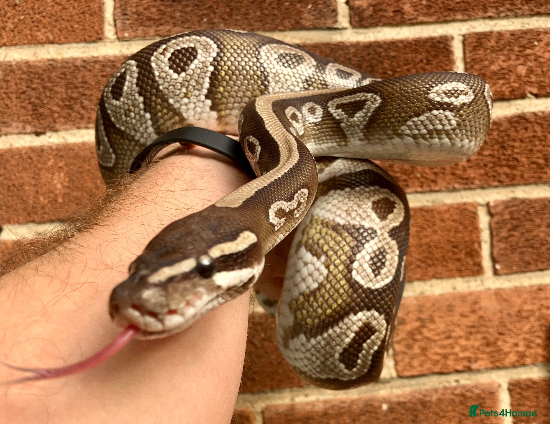 Python Snake reptiles Female royal/ball python - Advert 3