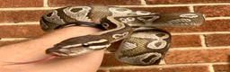 Python Snake reptiles for sale: Female royal/ball python - Advert 1