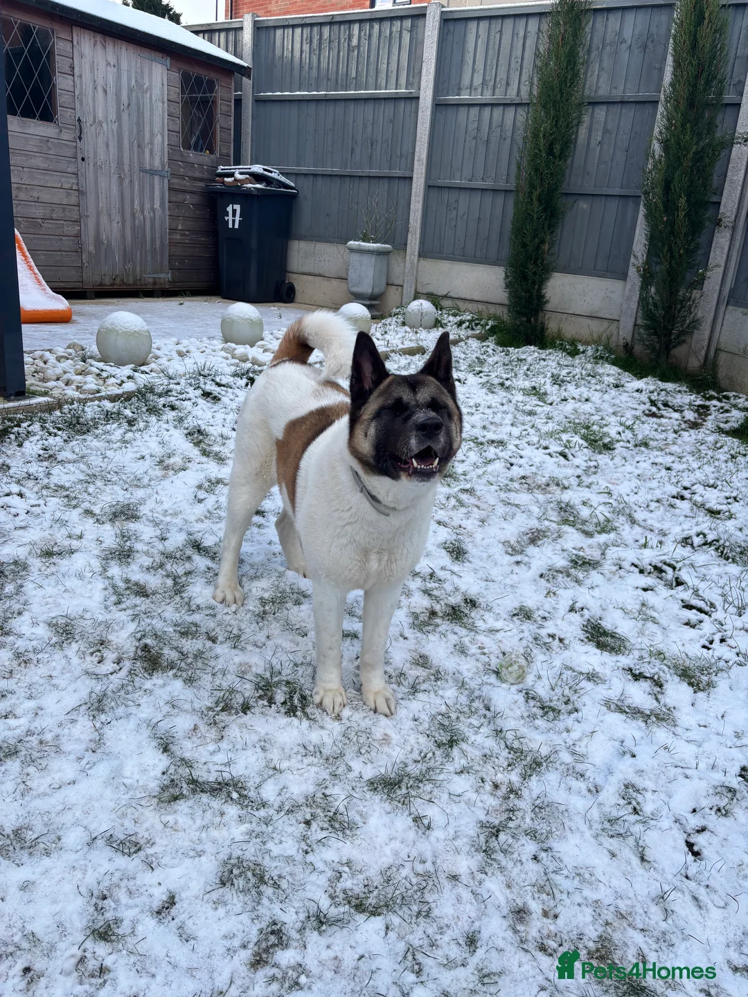 Akita dogs for sale: Stormie is looking for a new loving home 🐾🤍 - Advert 3