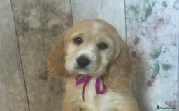 Cocker Spaniel dogs for sale: Adorable, Social, Confident KC reg Cocker pups - Image 6