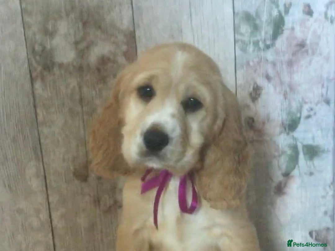 Cocker Spaniel dogs for sale: Adorable, Social, Confident KC reg Cocker pups - Image 6