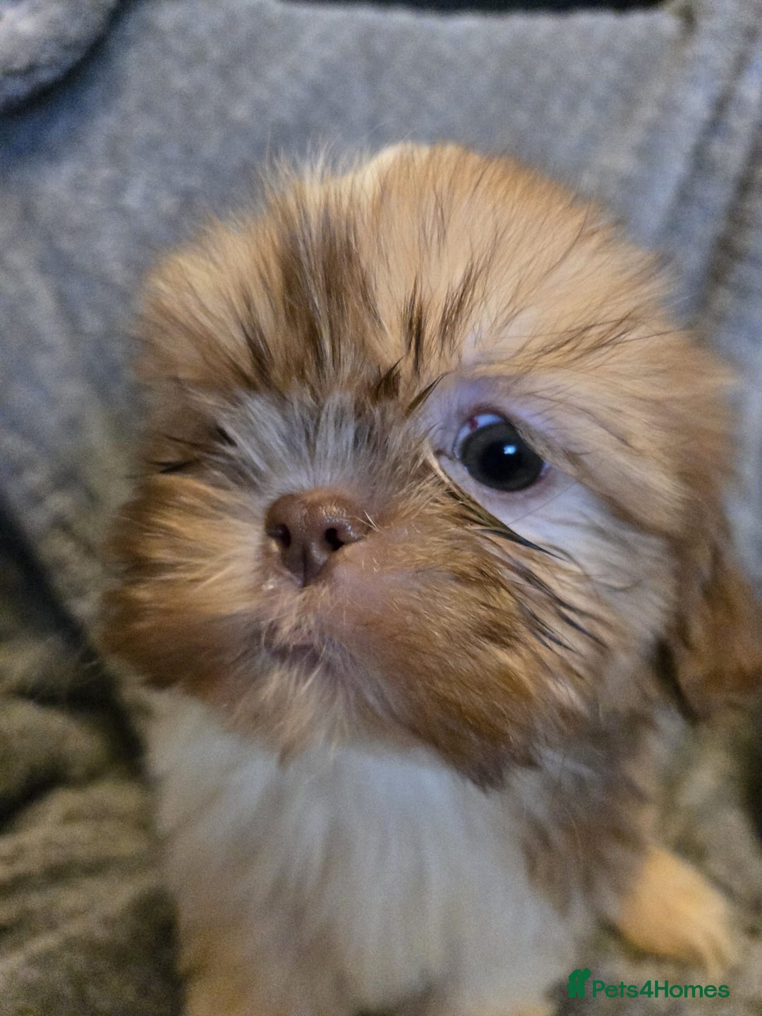 Shih Tzu dogs for sale: Shihzu pup for sale  - Image 3