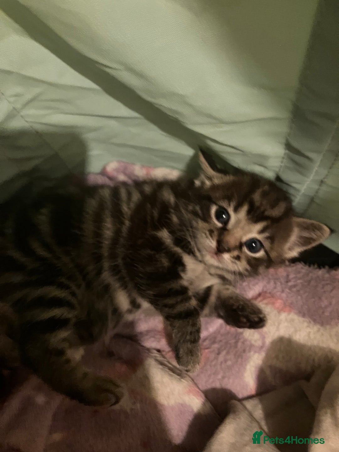 Mixed Breed cats for sale: Bombay Kittens  - Image 2