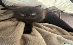 Mixed Breed cats for sale: Mixed British shorthair kittens for sale  - Image 6