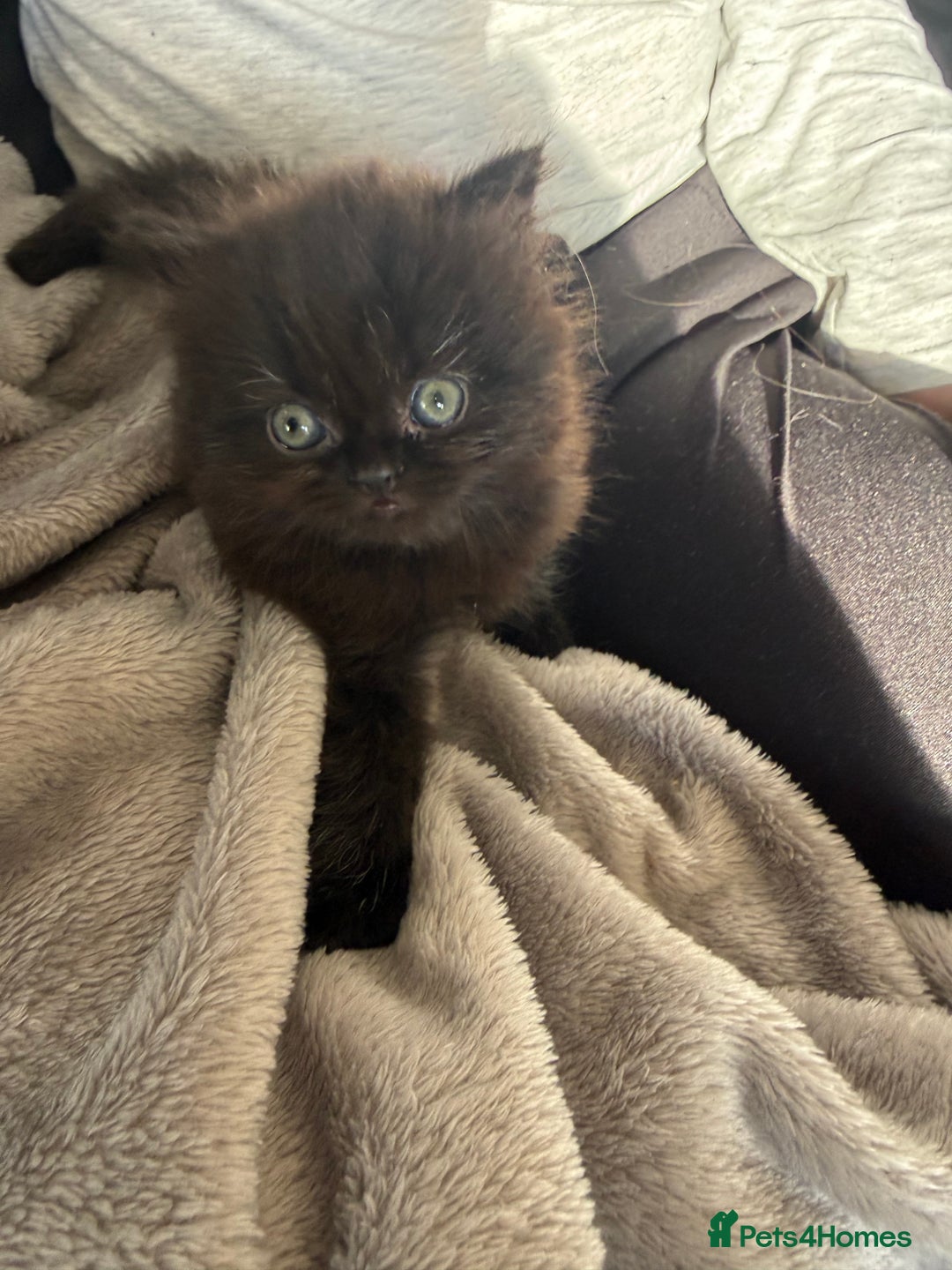 Mixed Breed cats for sale: Mixed British shorthair kittens for sale  - Image 6