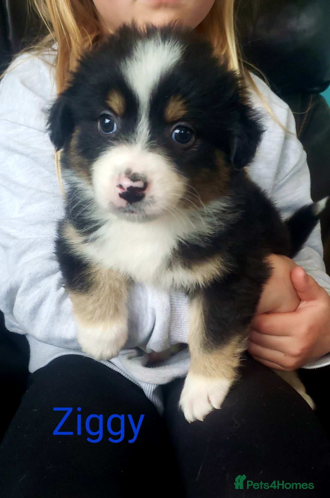 Australian Shepherd dogs for sale: Australian Shepherd Pups Available Now - Advert 13
