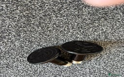 Turtle reptiles for sale: Chinese stripe neck pond turtles - Image 6