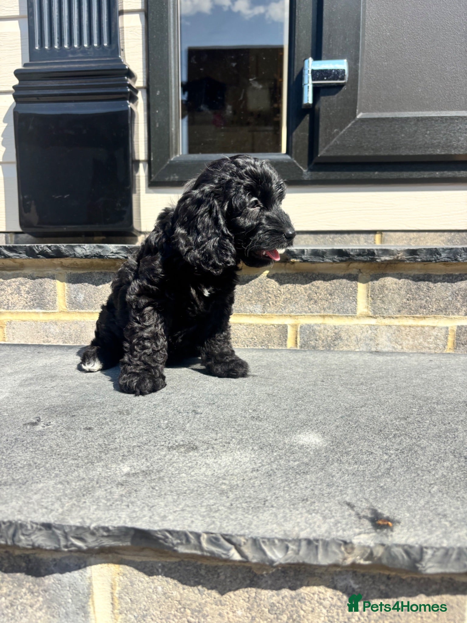 Cockapoo dogs TWO GIRLS READY TO LEAVE NOW KC PARENTS  - Advert 2