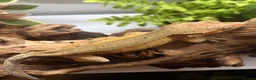 Gecko reptiles for sale: CB22 Adult female Dalmatian Crested Geckos - Advert 4