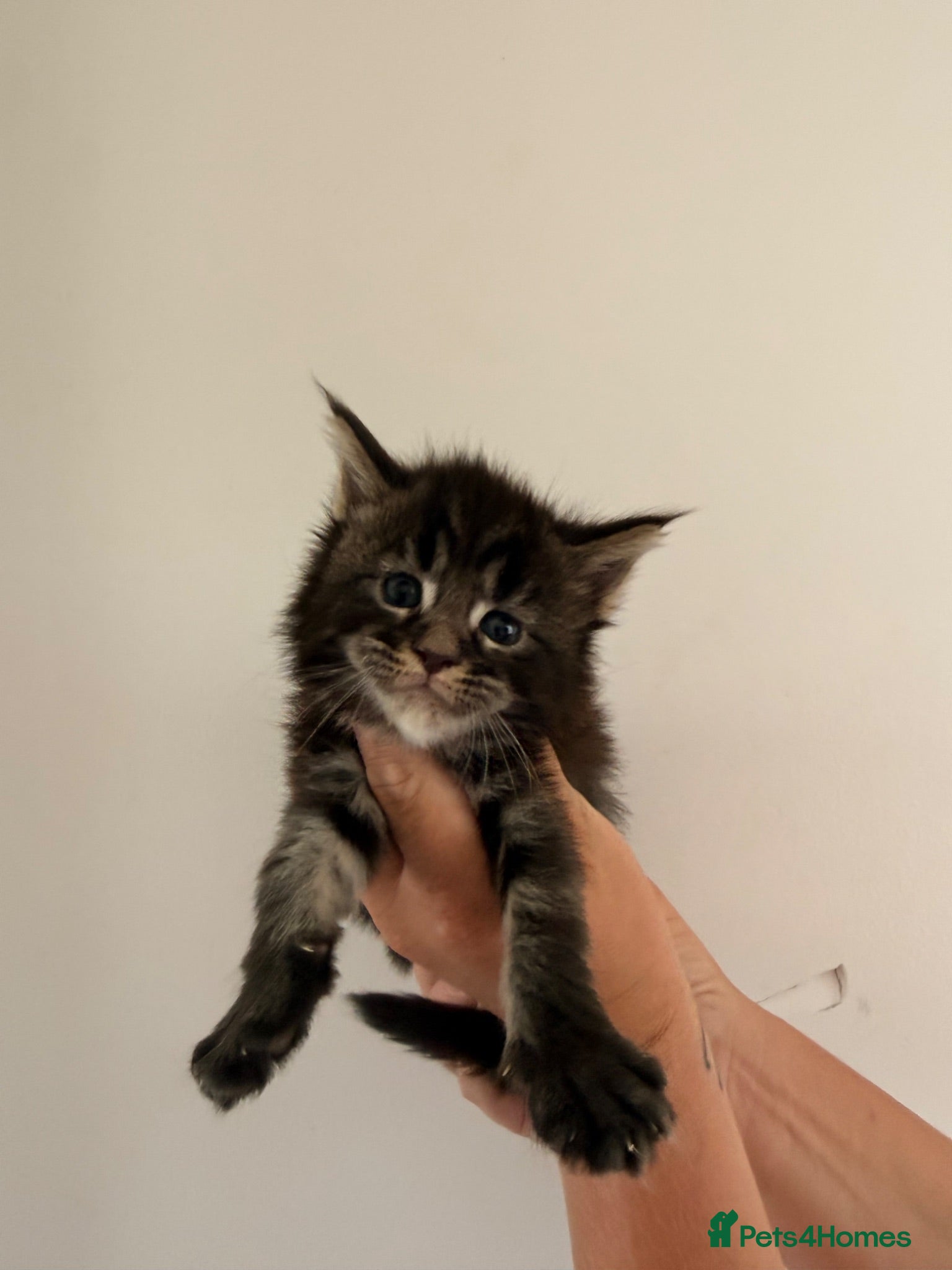 Maine Coon cats TICA registered Maine Coon kittens  - Advert 2