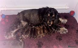 Cockapoo dogs for sale: Cuddly, cute, calm, sable Cockapoo puppies  - Image 24