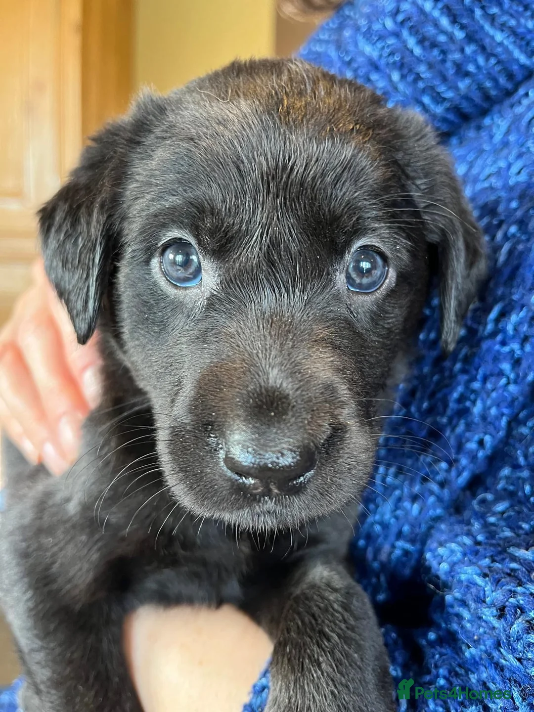 Borador dogs for sale: 11 gorgeous Borador puppies for sale  - Advert 14