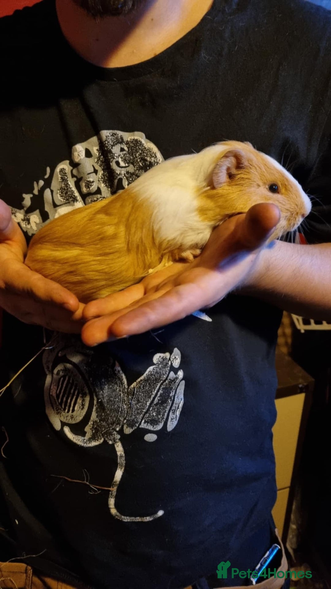 Guinea Pig rodents for sale: LONE MALE guineapig - Image 2