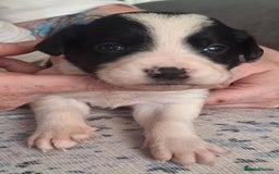 Sprollie dogs for sale: Sprollies - Image 22