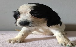 Cocker Spaniel dogs for sale: Cocker spaniel puppies  - Image 3