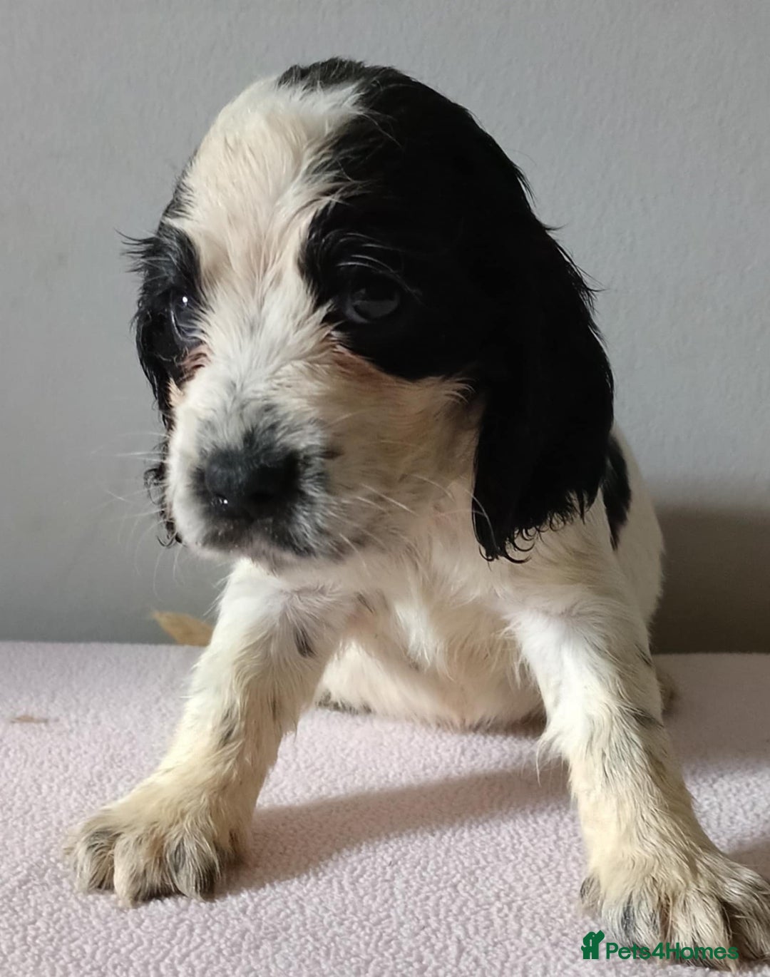 Cocker Spaniel dogs for sale: Cocker spaniel puppies  - Image 3