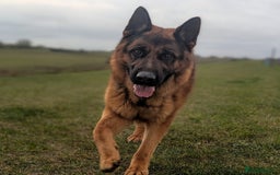 German Shepherd dogs for sale: KC Pups From Health Tested Champion Bloodlines  - Image 5