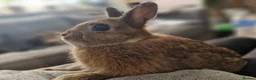 Netherland Dwarf rabbits for sale: Cute, Friendly, Young Female Netherland Dwarf  - Advert 6