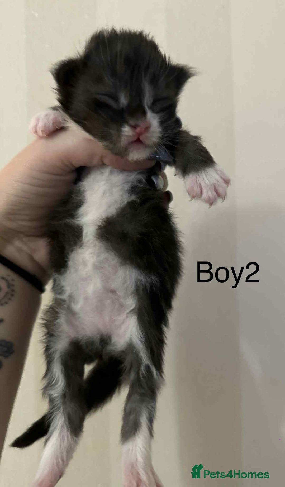 Maine Coon cats for sale: Maine coon x kittens  - Advert 4