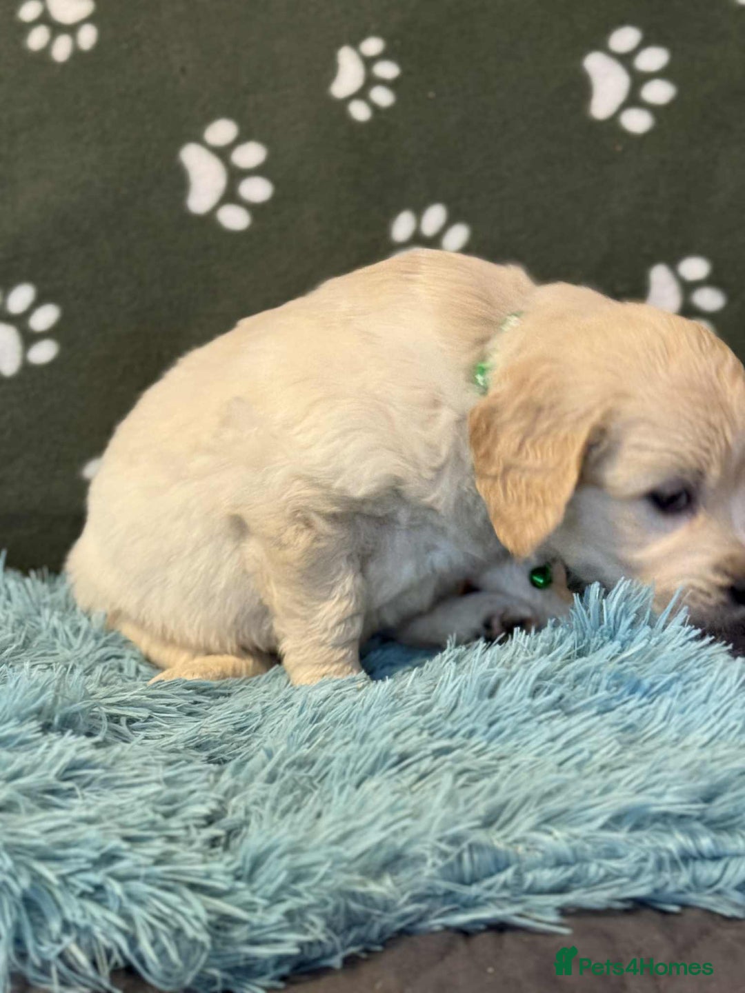 Golden Retriever dogs for sale: Stunning health tested Golden Retriever Puppies  - Advert 30