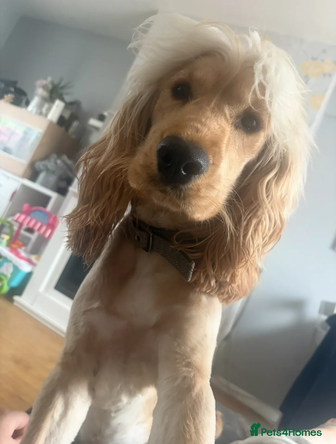 Cocker Spaniel dogs for sale: 1 year old male spaniel  in Sittingbourne - Advert 2