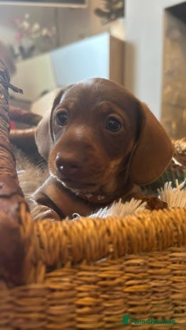 Miniature Dachshund dogs - Advert 10