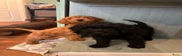 Cockapoo dogs for sale: Cockapoo Puppies- only 1 remaining - ready now  - Advert 10