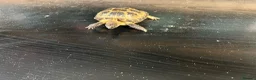 Tortoise reptiles for sale: Male horsefield tortoise  in Swindon - Advert 3
