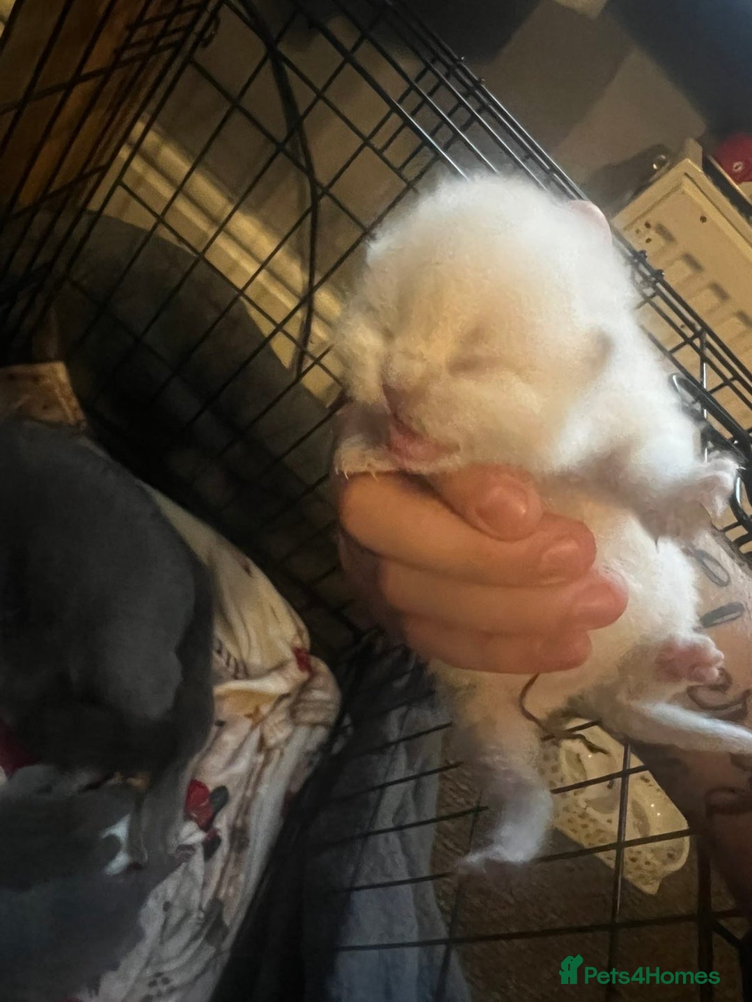 British Shorthair cats for sale: British shorthair kittens  - Image 8