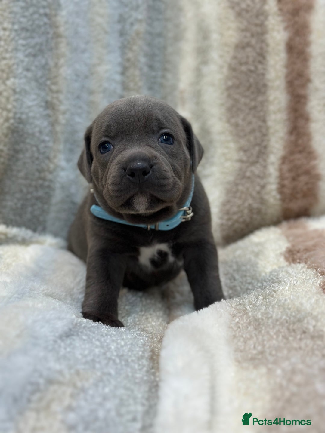 Staffordshire Bull Terrier dogs for sale: ✨🥰🐶 KC Registered Staffordshire Bull Terrier  🐾 - Advert 15