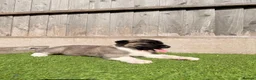 Akita dogs for sale: American Akita puppy’s for sale - Advert 24