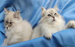 Siberian cats for sale: GCCF Registered Pure Siberian kittens For Sale.   - Image 14