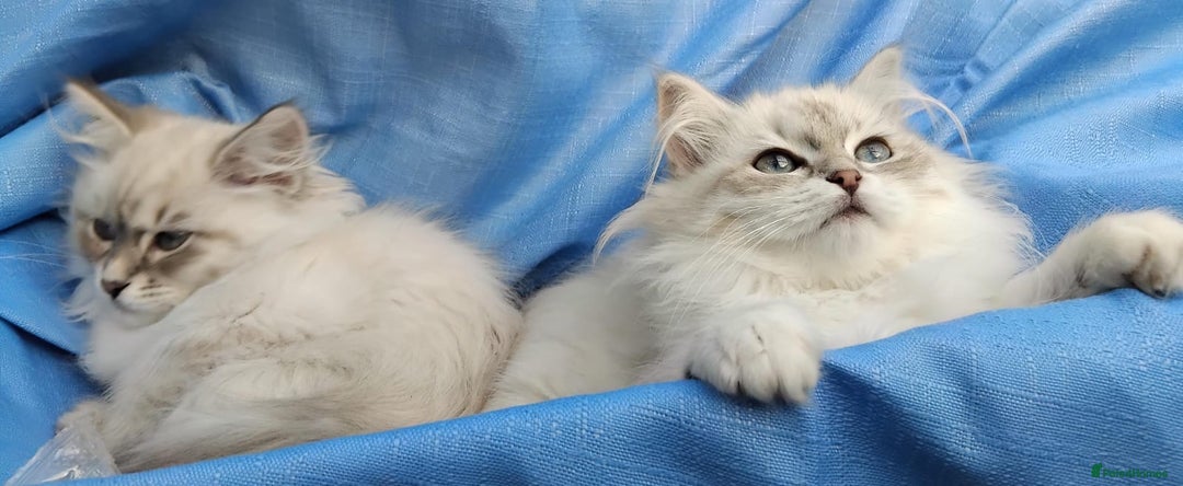 Siberian cats for sale: GCCF Registered Pure Siberian kittens For Sale.   - Image 14