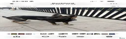 German Shepherd dogs for sale: German shepherd puppies 10 month old girls  in Rochford - Advert 3